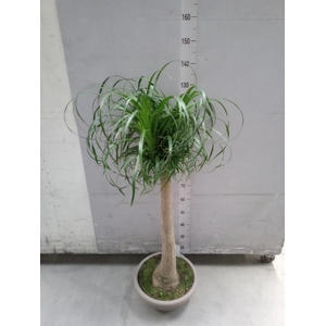 Beaucarnea recurvata