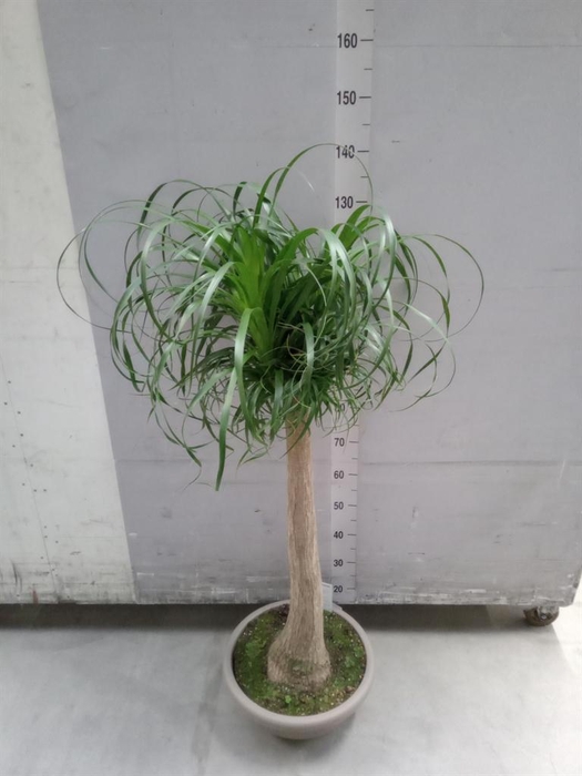<h4>Beaucarnea recurvata</h4>