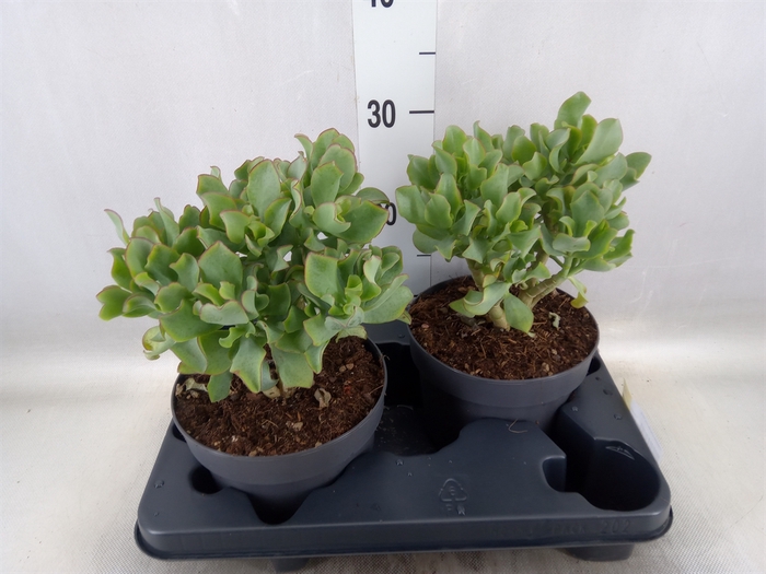 <h4>Crassula arborescens 'Curly'</h4>