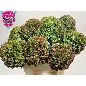 <h4>HYDR M ROY PRIDE CL</h4>