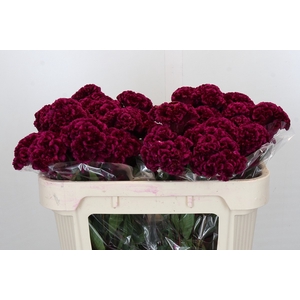 Celosia Cr Bombay Fire