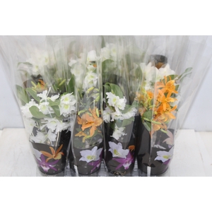 DENDROBIUM NOBILY P09 PREMIUM