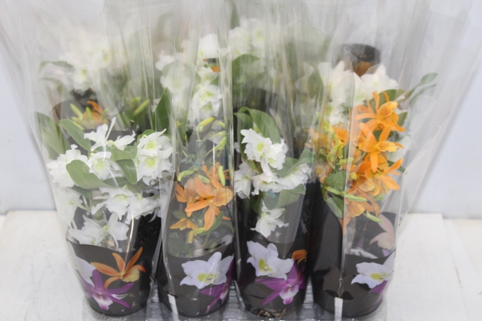 <h4>DENDROBIUM NOBILY P09 PREMIUM</h4>