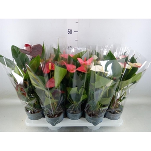 Anthurium   ...mix