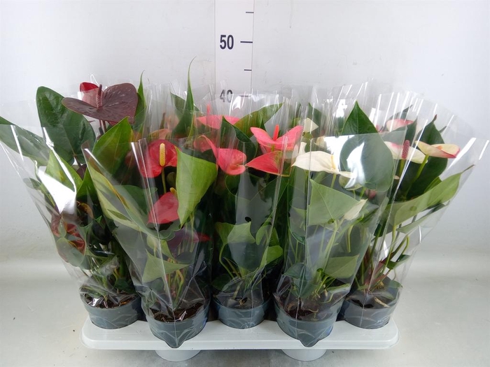 <h4>Anthurium   ...mix</h4>