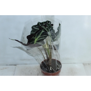 ALOCASIA POLLY P17