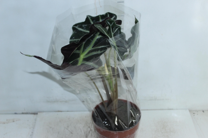 ALOCASIA POLLY P17