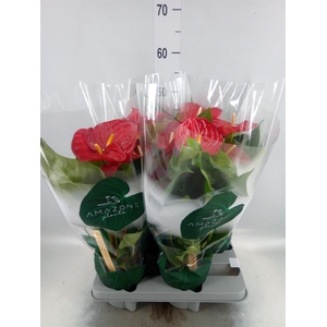 Anthurium andr. 'Nevada'