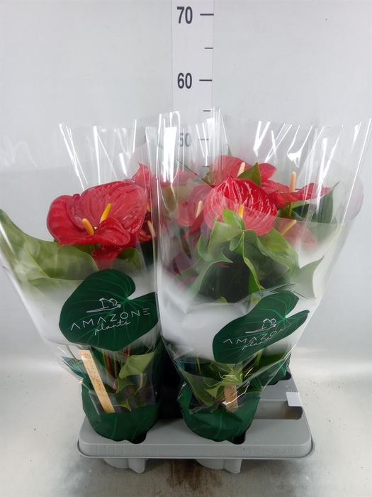 <h4>Anthurium andr. 'Nevada'</h4>