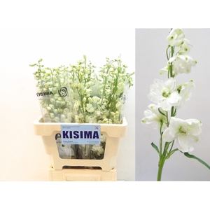 Delph Guardian White Kisima