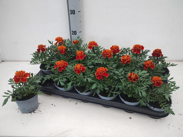 <h4>TAG BONANZA HARMONY</h4>