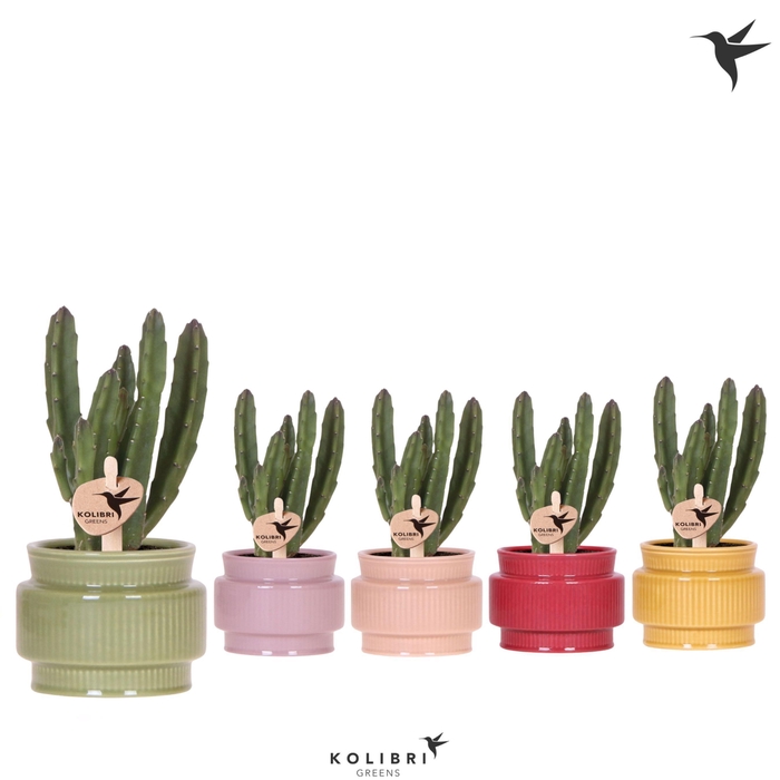 <h4>Kolibri Greens Stapelia Leendertziae in Allure pot mix</h4>