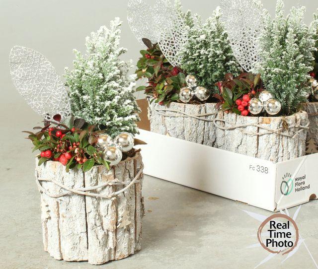 <h4>Arr Tuinplanten schorspot</h4>