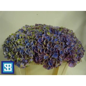 Hydr M Mag Coral Blauw
