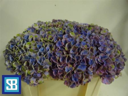 <h4>Hydr M Mag Coral Bl</h4>