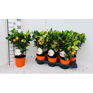 Citrus Calamondin rack/trellis