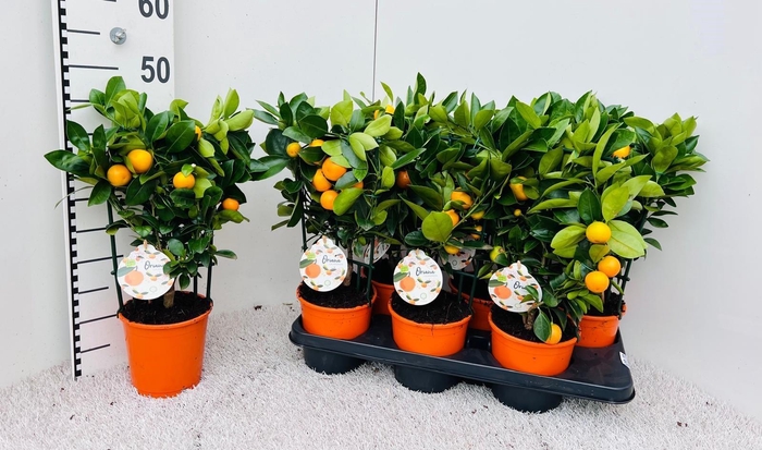 <h4>Citrus Calamondin rack/trellis</h4>
