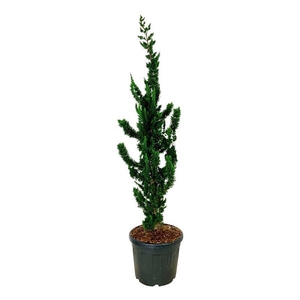 Chamaecyparis l. 'Wissel's Saguaro'