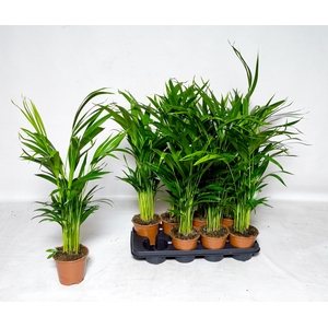 DYPSIS LUTESCENS
