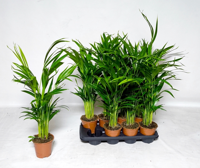<h4>DYPSIS LUTESCENS</h4>
