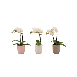 Hugo Hotel Mix Tiny Dolls Wit 2T12+ Aqu@