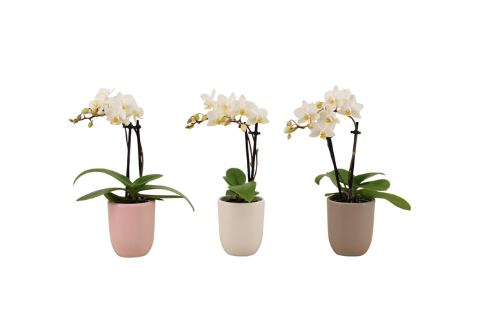 <h4>Hugo Hotel Mix Tiny Dolls Wit 2T12+ Aqu@</h4>