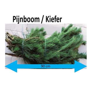 PINUS STROBUS BS