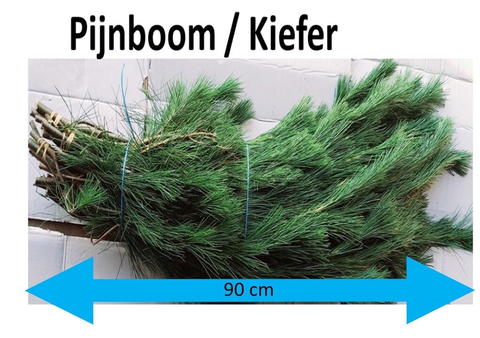 <h4>PINUS STROBUS BS</h4>