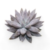Echeveria Tolianensis Cutflower Wincx-8cm