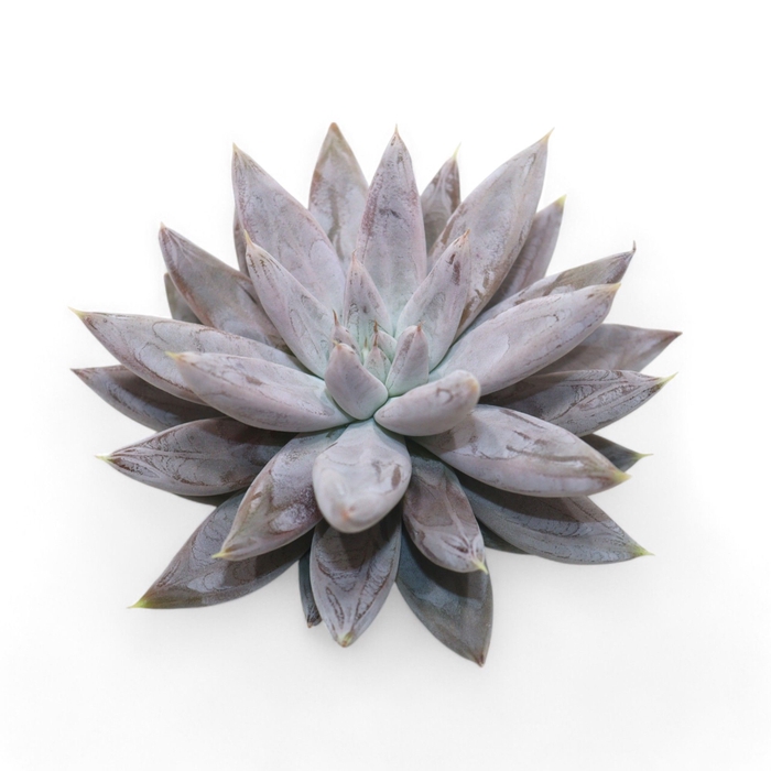 <h4>Echeveria Tolianensis Cutflower Wincx-10cm</h4>