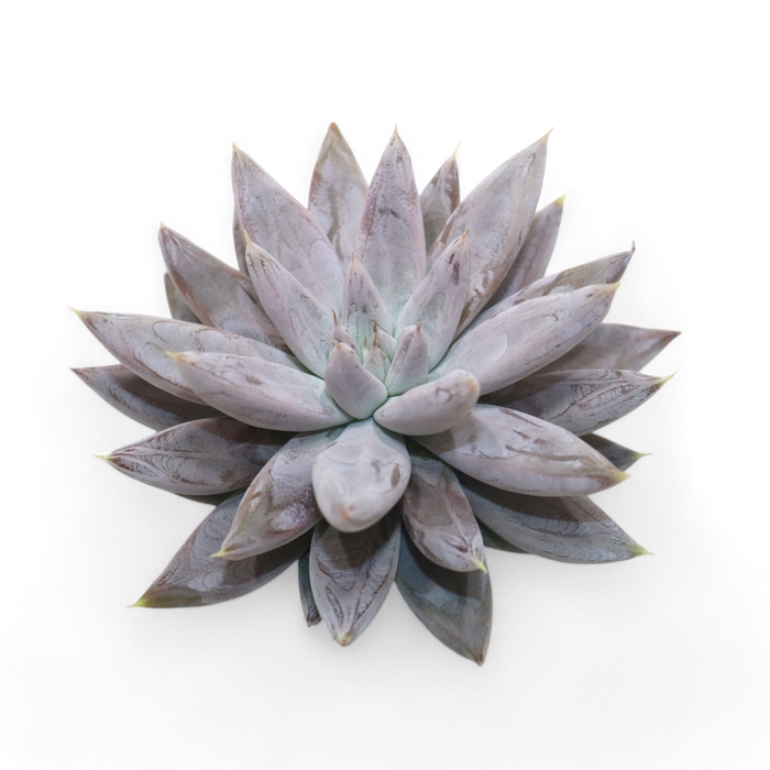<h4>Echeveria Tolianensis Cutflower Wincx-8cm</h4>