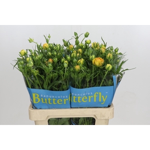 Ranunculus Butterfly Minerva