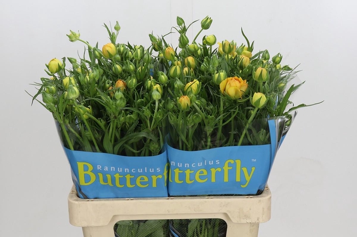 Ranunculus Butterfly Minerva