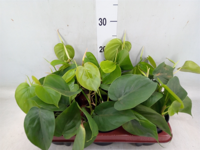 <h4>Philodendron scand.</h4>