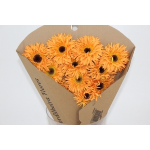 GERBERA MOZART < 050 CM > 10 CM DIAM