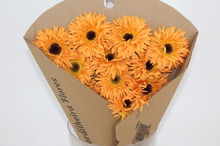 <h4>GERBERA MOZART < 050 CM > 10 CM DIAM</h4>
