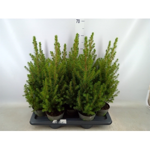 Picea glauca 'December'