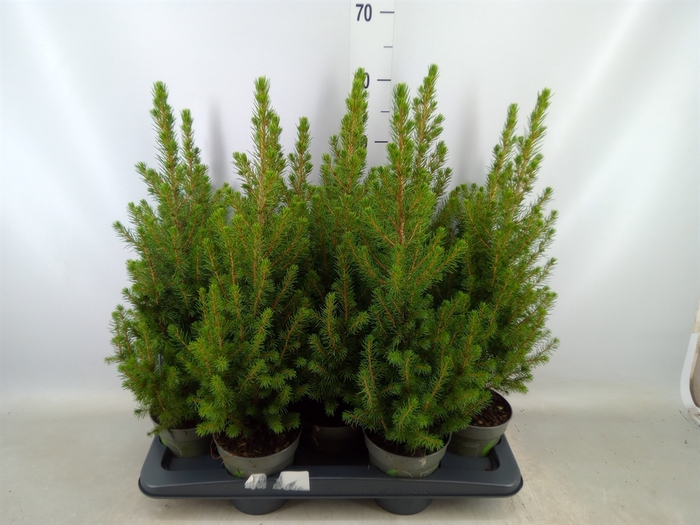 <h4>Picea glauca 'December'</h4>