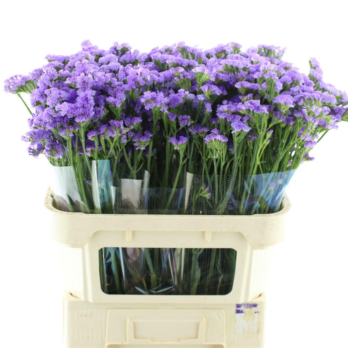 <h4>Limonium St Milka Birds X50</h4>