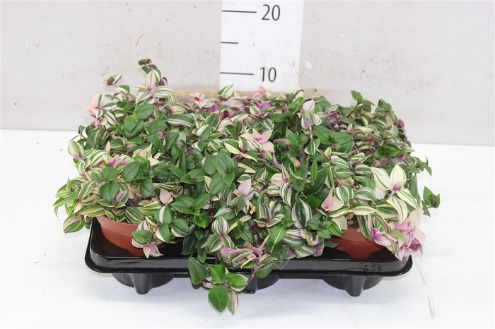 <h4>Tradescantia Fl Quadricolor</h4>