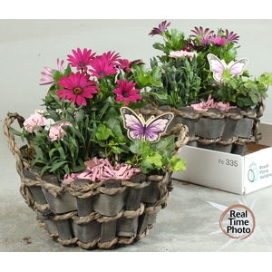ARR TUINPLANTEN