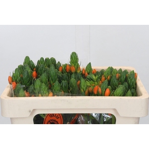 Ornithogalum dubium 'Sunshine'