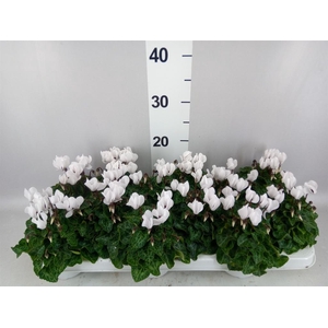 Cyclamen KL 'Midori'