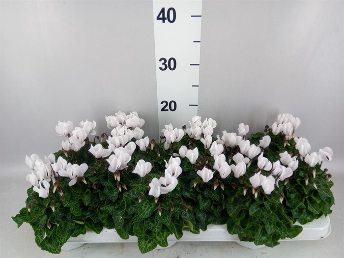 <h4>Cyclamen KL 'Midori'</h4>