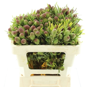 Leucad Strictum