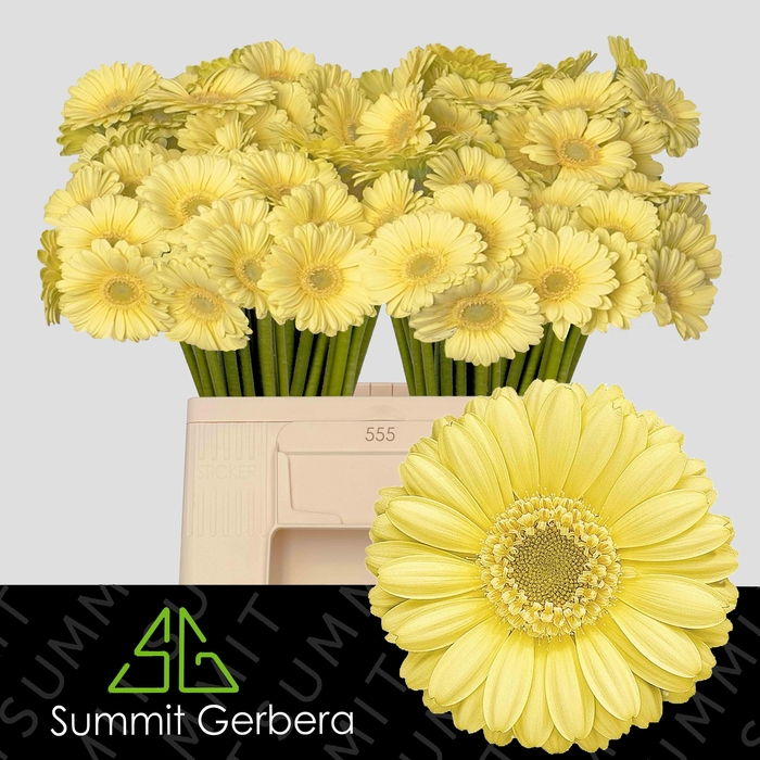 <h4>Germini Lemon Ice Water/Hoes x80</h4>