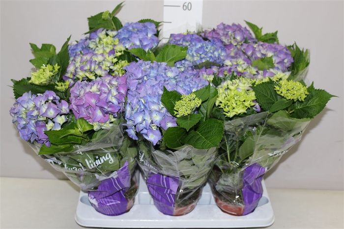 <h4>Hydrangea Early Blue 5-7</h4>