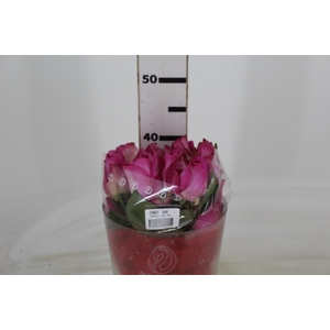 ROSA CANDY AVALANCHE 040 CM ESTUFA