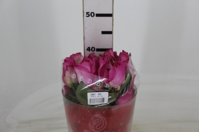 <h4>ROSA CANDY AVALANCHE 040 CM ESTUFA</h4>