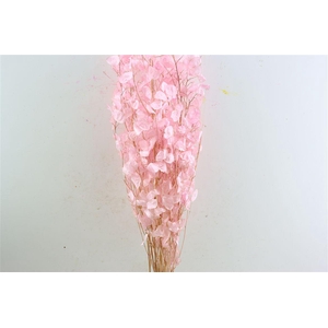Dried Lunaria Pink 90cm P Bunch